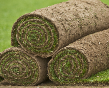 Teal Turf - News image