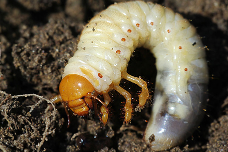 Teal Turf - CHAFER-GRUBS