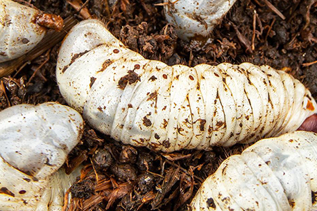 Teal Turf - CHAFER-GRUBS