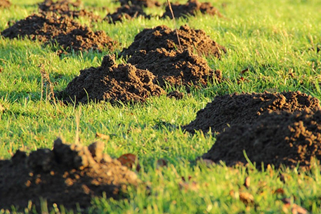 Teal Turf - Mole hills lawn