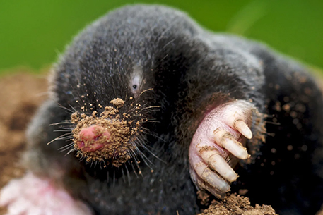 Teal Turf - Mole