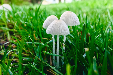 Teal Turf - Mushrooms