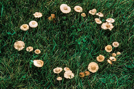 Teal Turf - Fairy Ring image