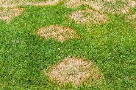 Teal Turf - Brown patches lawn