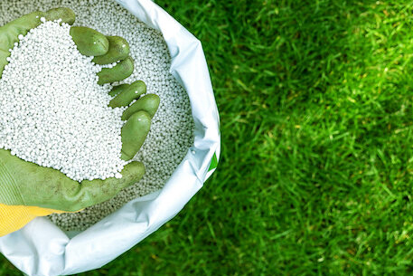 Teal Turf - Feeding image