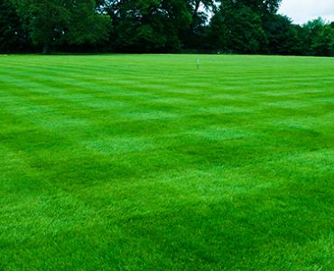Teal Turf - Green lawn